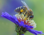 The Magic of Bees